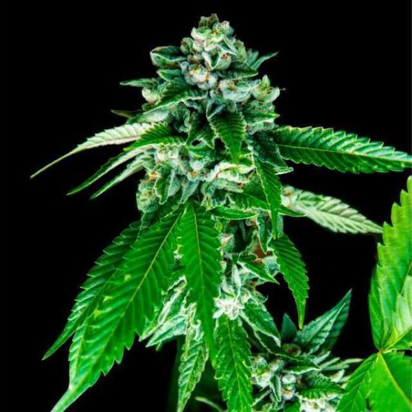 Sorbet Dreams feminizada de DNA Genetics