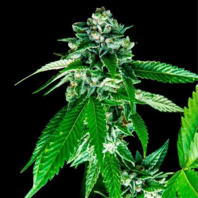 Sorbet Dreams feminizada de DNA Genetics
