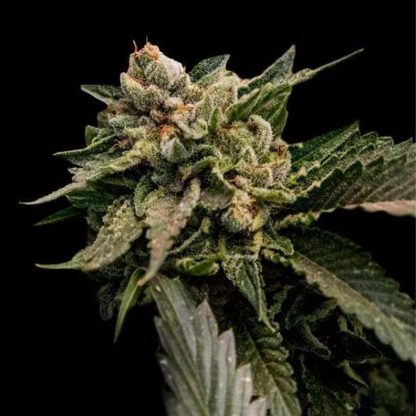 Strawberry Sorbet feminizada de DNA Genetics
