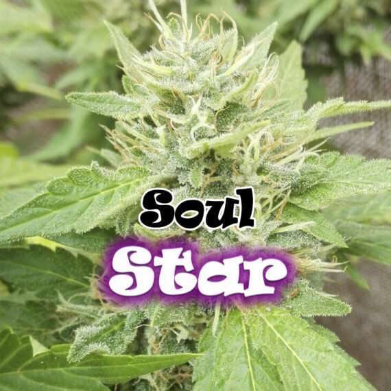 Soul Star feminizada de Dr. Underground