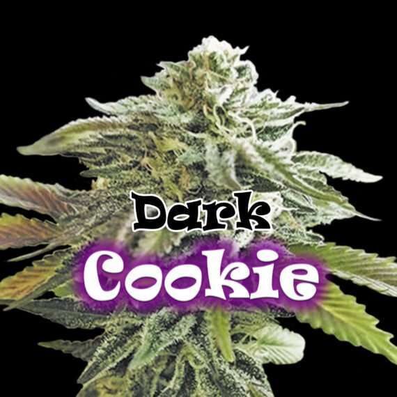 Dark Cookie feminizada de Dr. Underground