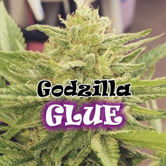 Godzilla Glue feminizada de Dr. Underground