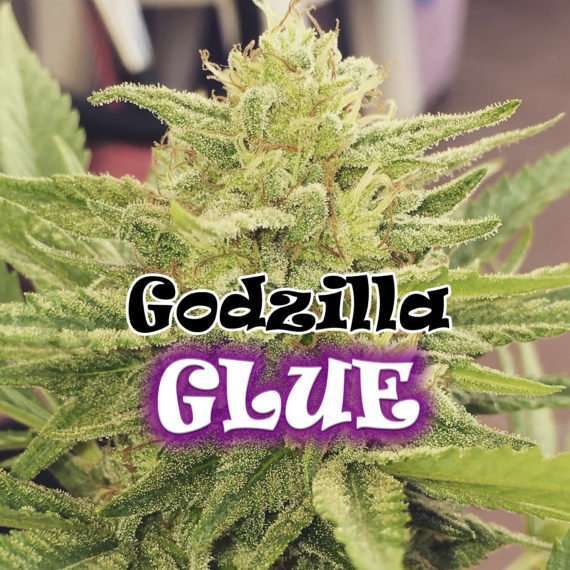 Godzilla Glue feminizada de Dr. Underground