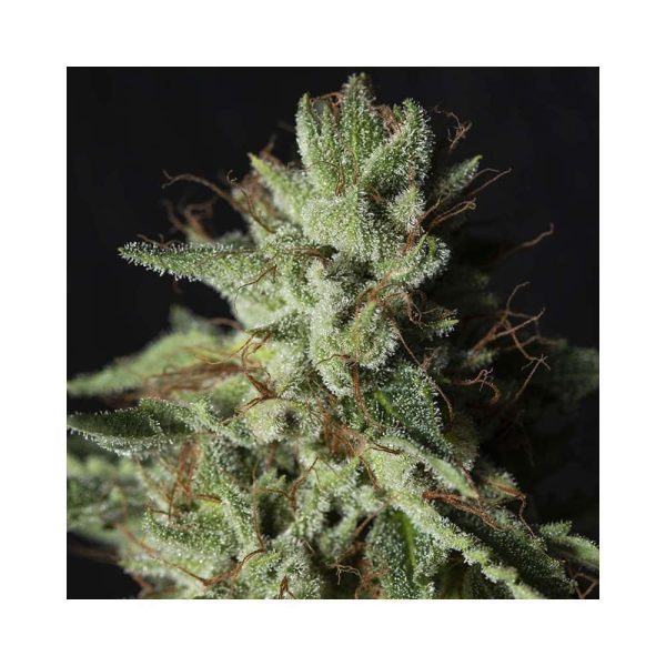 Gorilla Candy feminizada de Eva Seeds