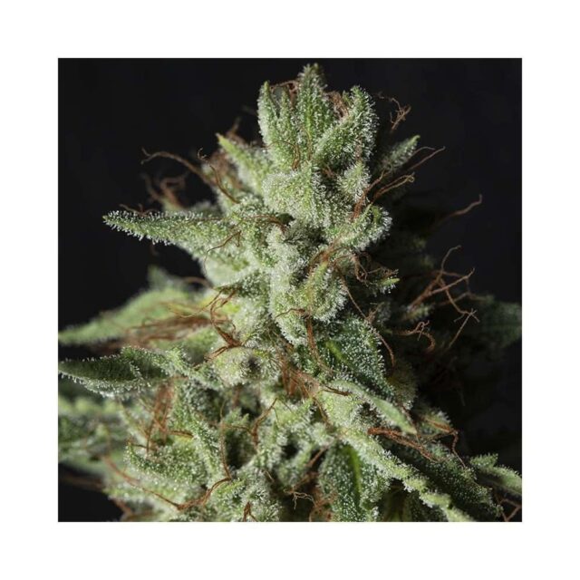 Gorilla Candy feminizada de Eva Seeds