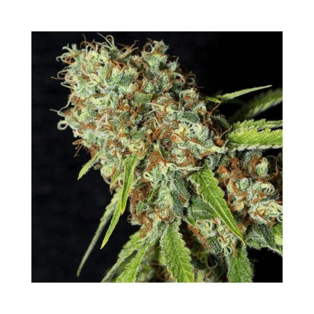 Jamaican Dream CBD feminizada de Eva Seeds
