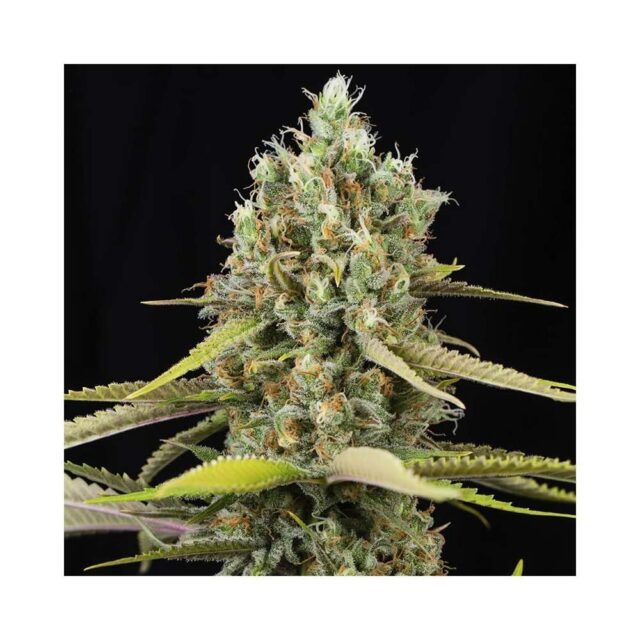 Lemon King feminizada de Eva Seeds