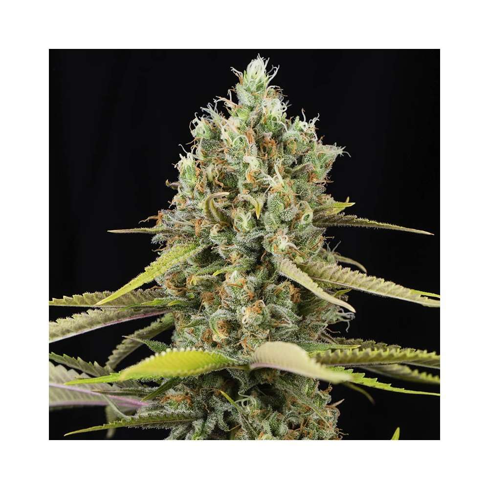 Lemon King feminizada de Eva Seeds