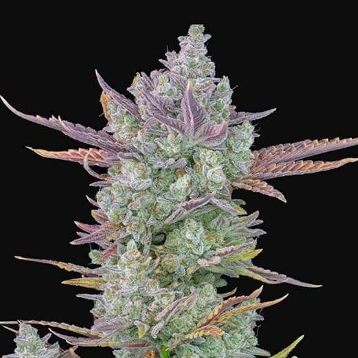 Gorilla Cookies Auto de FastBuds