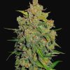 Lemon AK Auto de FastBuds