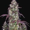 Lemon Pie Auto de FastBuds