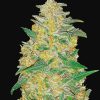 AK Auto de FastBuds