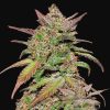 Smoothie Auto de FastBuds