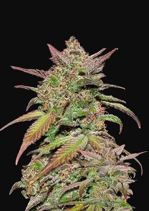 Smoothie Auto de FastBuds