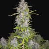 Orange Sherbet Auto de FastBuds