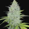 Cheese Auto de FastBuds