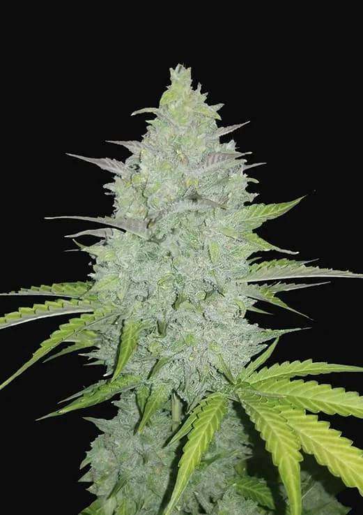 Cheese Auto de FastBuds - Imagen 2