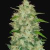 ChemDawg Auto de FastBuds