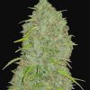 Jack Herer Auto de FastBuds