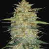 OG Kush Auto de FastBuds
