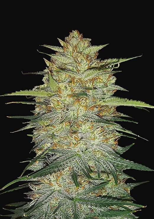 OG Kush Auto de FastBuds