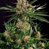 Txerri Bilbo Haze feminizada de Genehtik