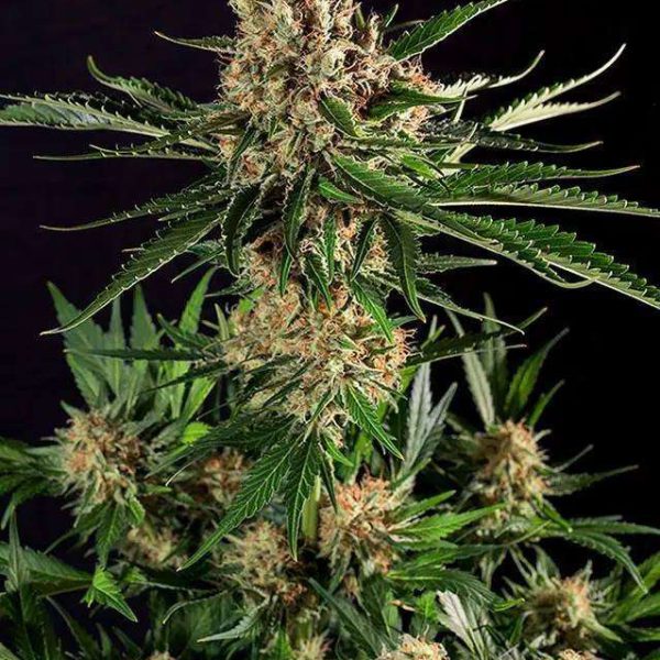 Txerri Bilbo Haze feminizada de Genehtik