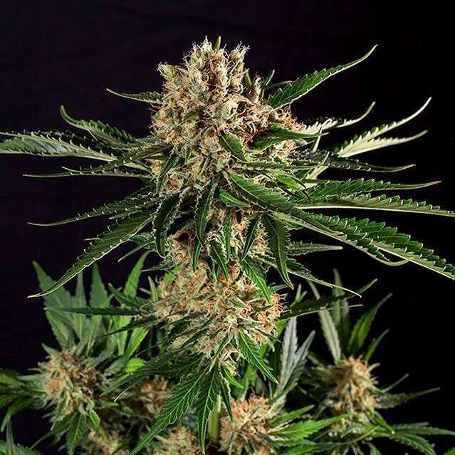 Txerri Bilbo Haze feminizada de Genehtik