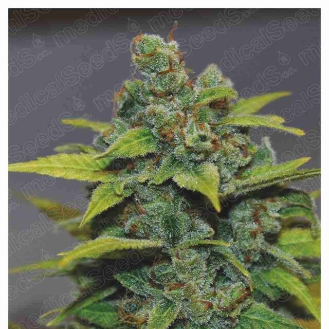 Banana Zkittlez feminizada de Medical Seeds