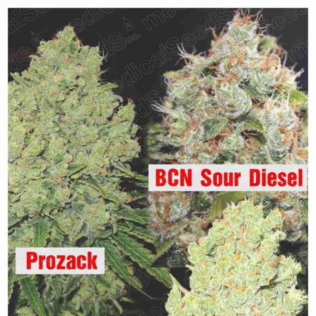 Colección 1 feminizada de Medical Seeds