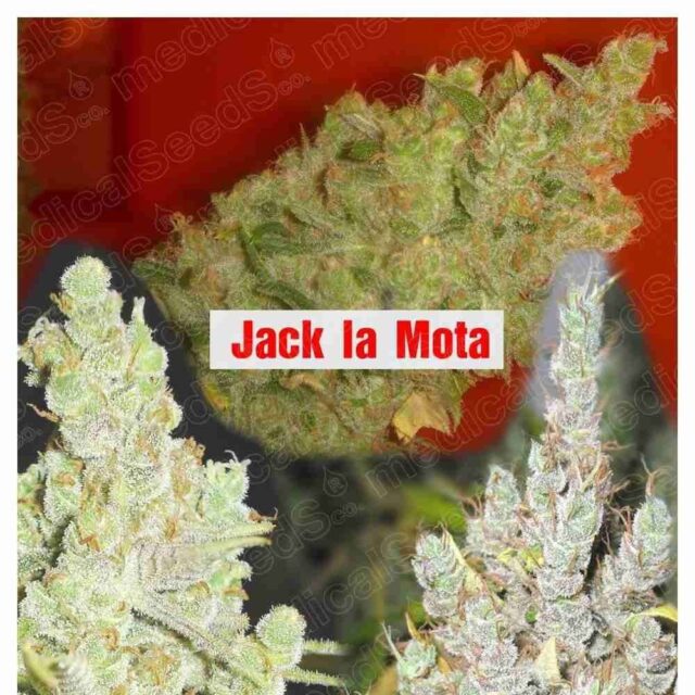 Colección 2 feminizada de Medical Seeds