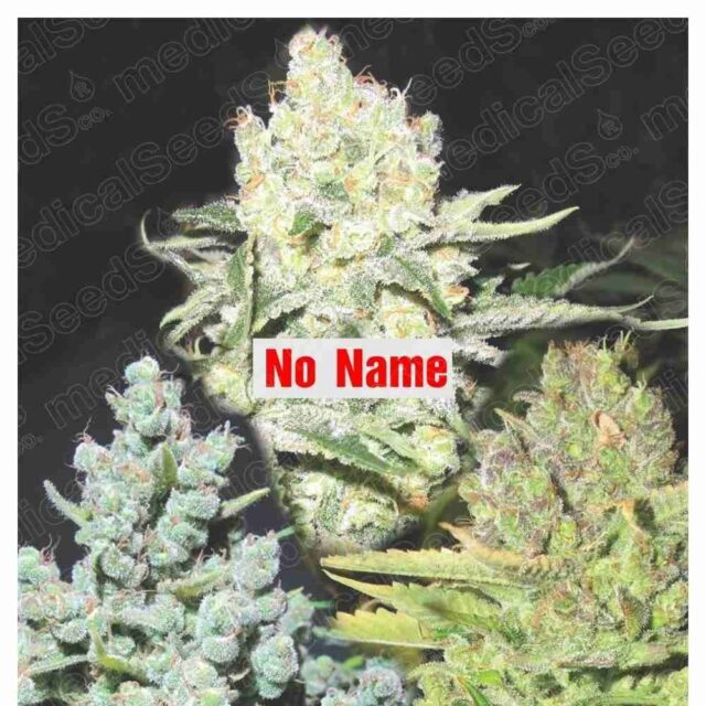 Colección 4 feminizada de Medical Seeds