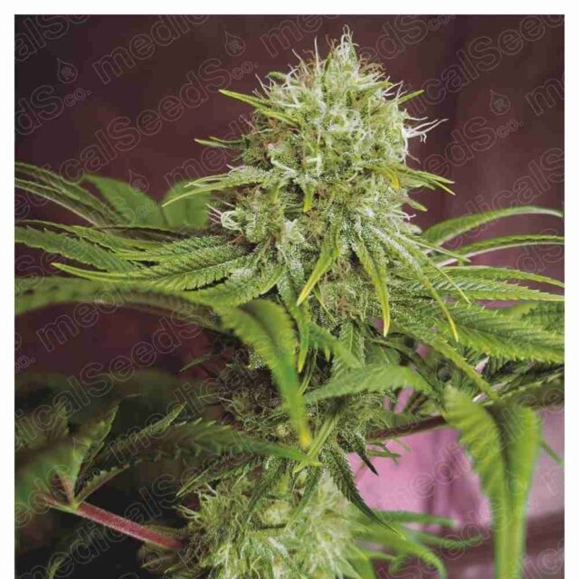 Elixir Vitae CBD feminizada de Medical Seeds - Alta en CBD y Efecto Terapéutico