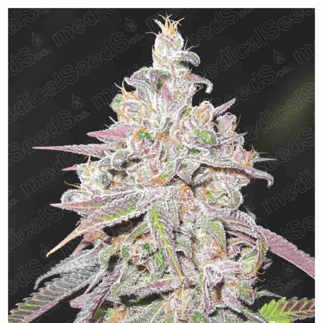 Mendocino Chanel Kush feminizada de Medical Seeds