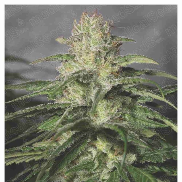 OG Kush CBD feminizada de Medical Seeds
