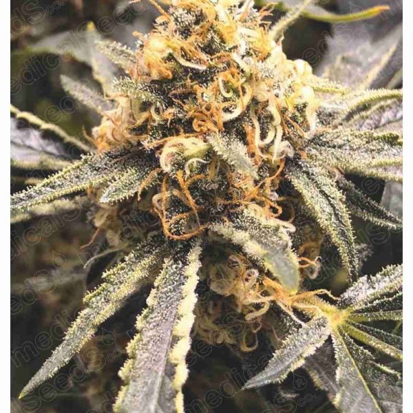 Recovery CBD feminizada de Medical Seeds - Rápida Recuperación con CBD