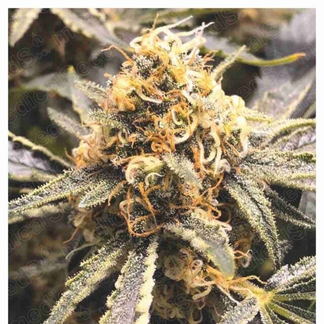 Recovery CBD feminizada de Medical Seeds - Rápida Recuperación con CBD