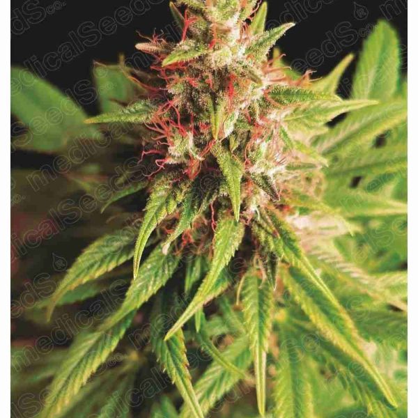 Red Cross CBD feminizada de Medical Seeds - Alta en CBD y Efectos Suaves