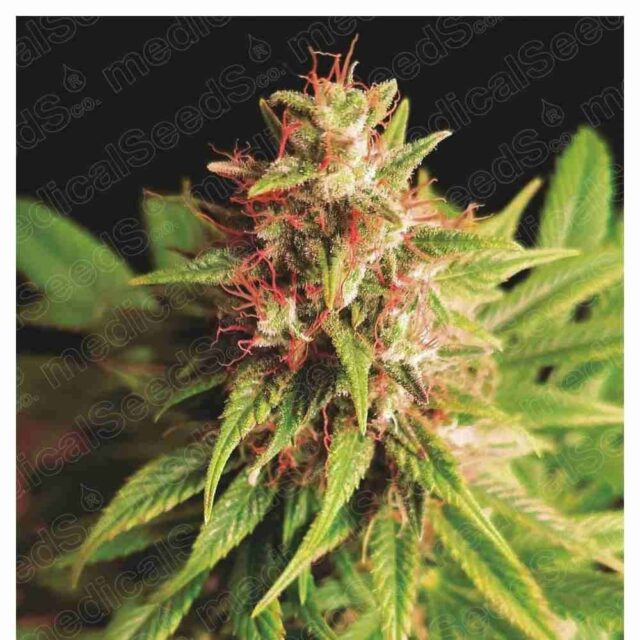 Red Cross CBD feminizada de Medical Seeds - Alta en CBD y Efectos Suaves