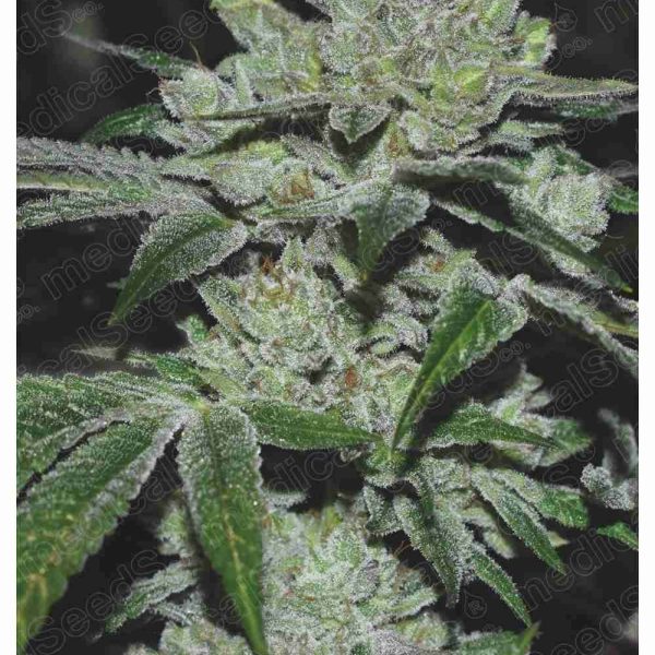Sour Glue feminizada de Medical Seeds