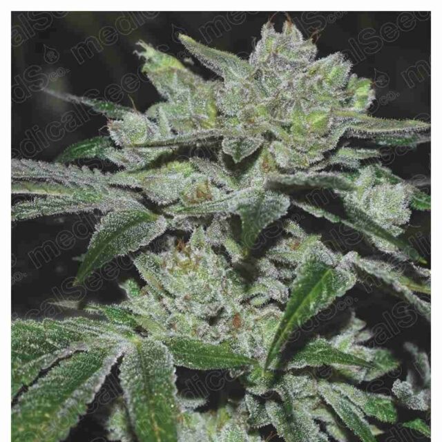 Sour Glue feminizada de Medical Seeds