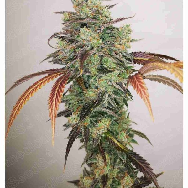 Y Griega CBD 2.0 feminizada de Medical Seeds
