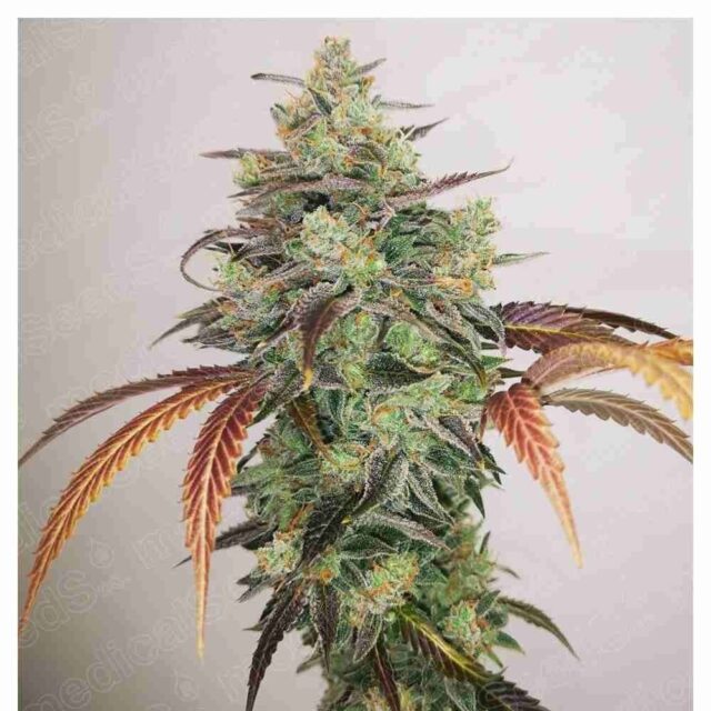Y Griega CBD 2.0 feminizada de Medical Seeds
