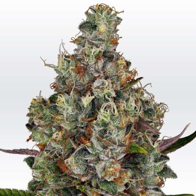 Rainbow Road feminizada de Paradise Seeds