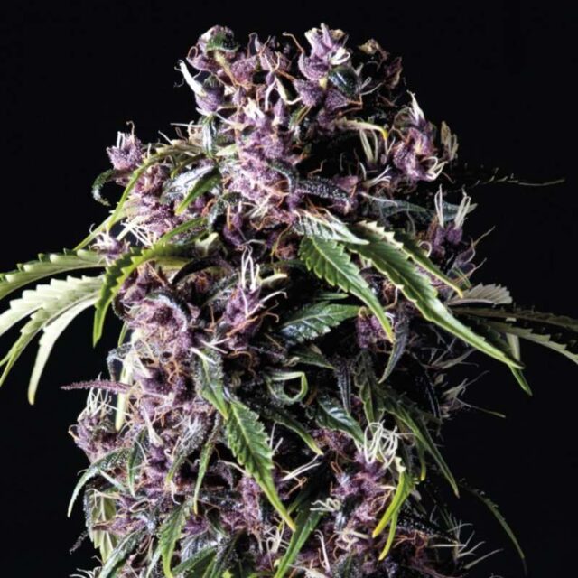 Purple feminizada de Pyramid