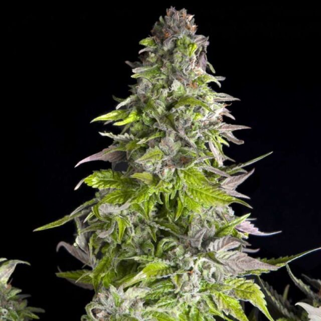 Romulan feminizada de Pyramid