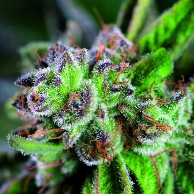 Watermelon Zkittlez feminizada de Pyramid