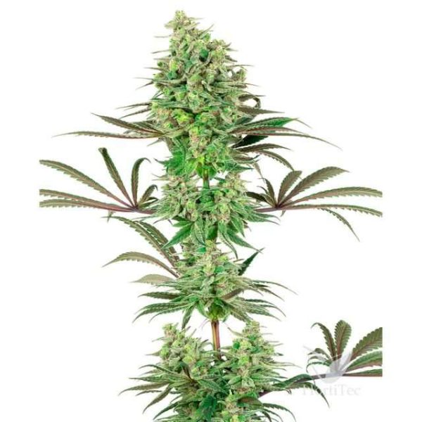 Double Banana Kush feminizada de White Label Seeds