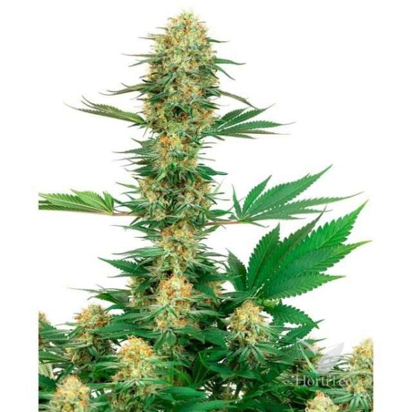 Gelato 420 feminizada de White Label Seeds