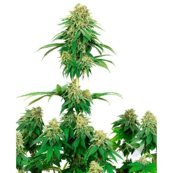 Girl Scout Cookies feminizada de White Label Seeds